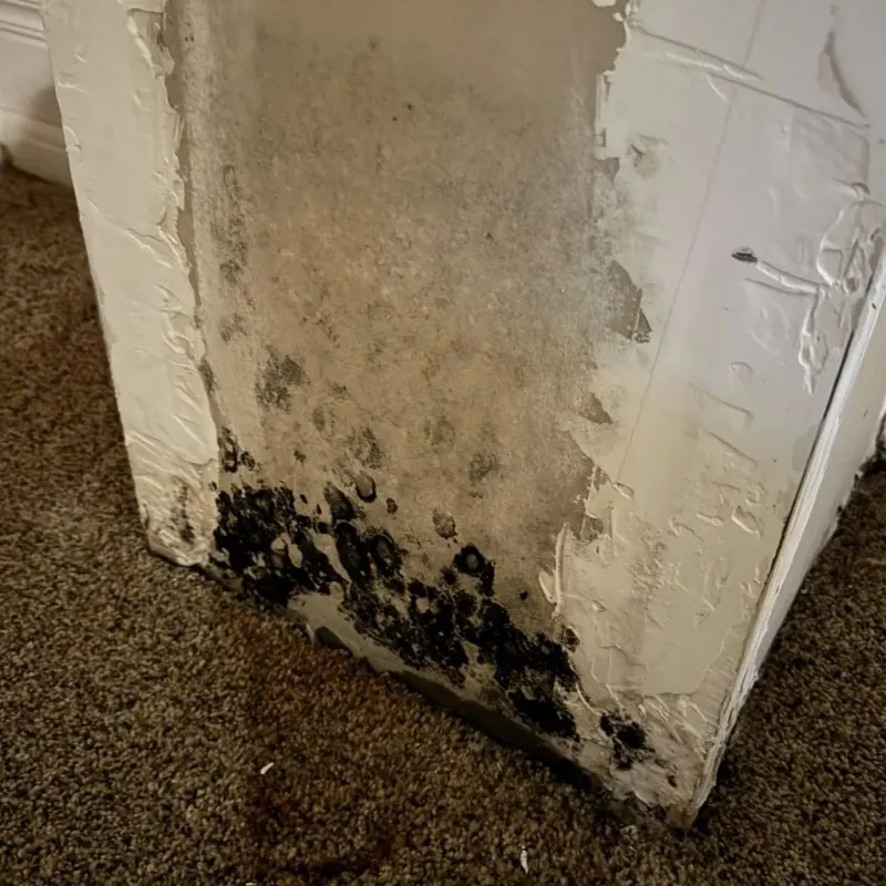 Professional Mold Removal in New Waverly, TX